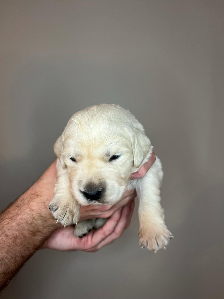 Du Domaine De Jusian - Chiot disponible  - Golden Retriever