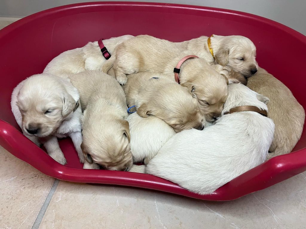 chiot Golden Retriever Du Domaine De Jusian