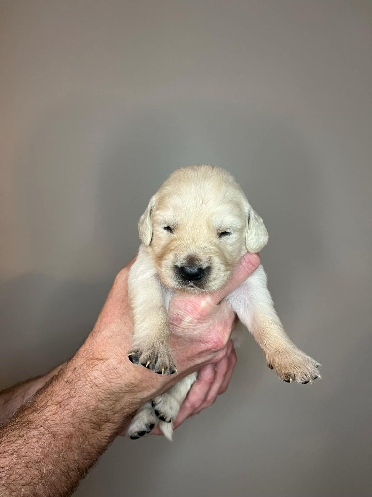 Du Domaine De Jusian - Chiot disponible  - Golden Retriever