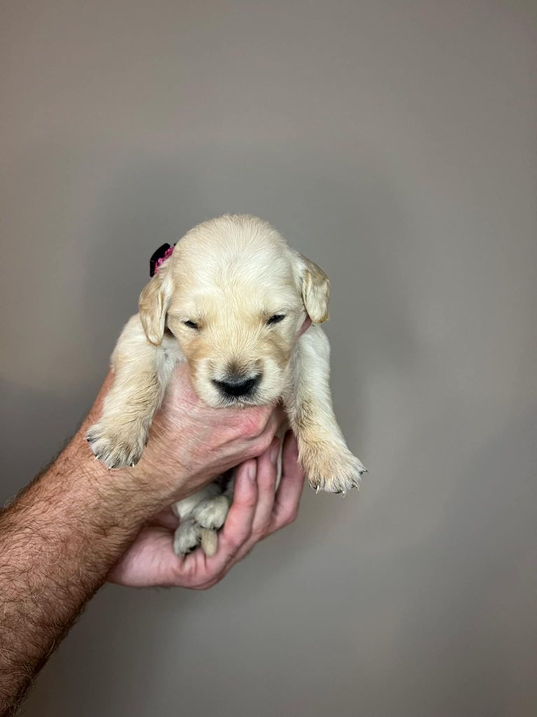 Du Domaine De Jusian - Chiot disponible  - Golden Retriever