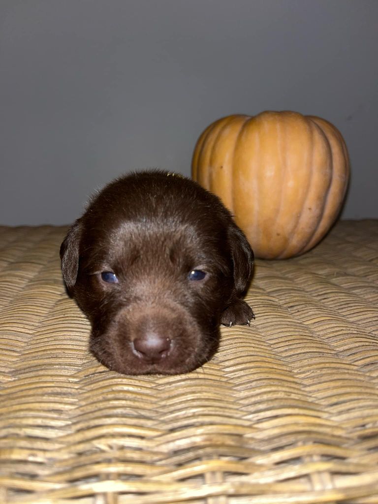 Du Domaine De Jusian - Chiot disponible  - Labrador Retriever