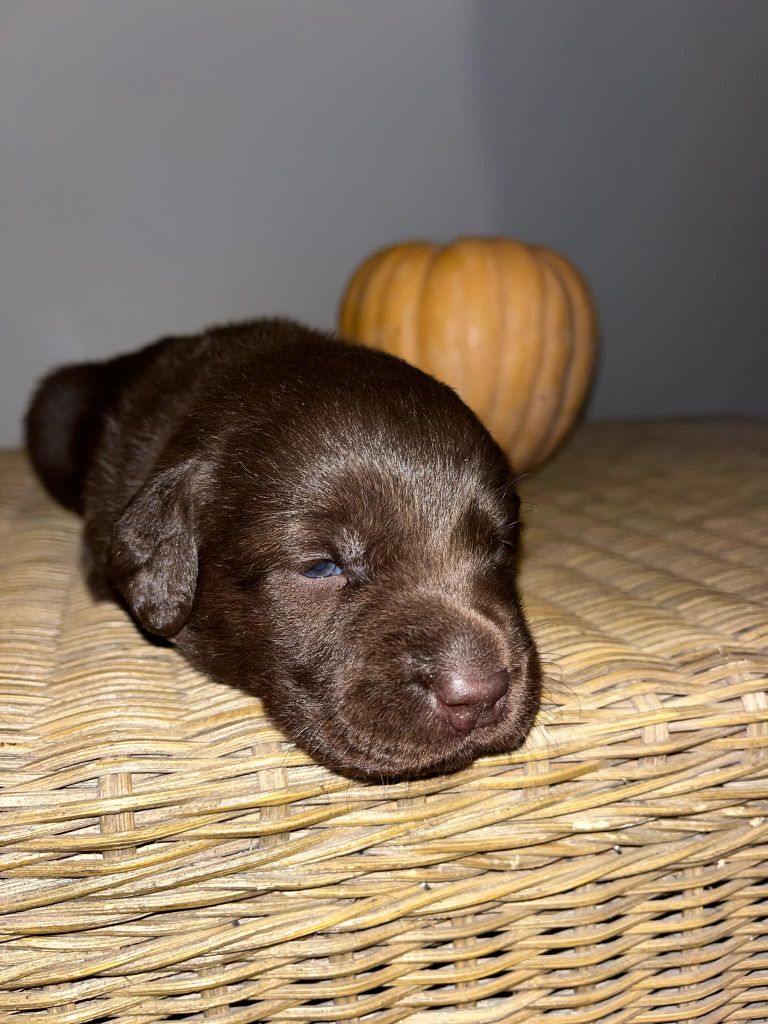 Du Domaine De Jusian - Chiot disponible  - Labrador Retriever