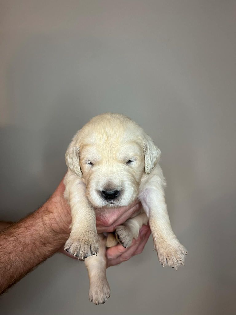 Du Domaine De Jusian - Chiot disponible  - Golden Retriever