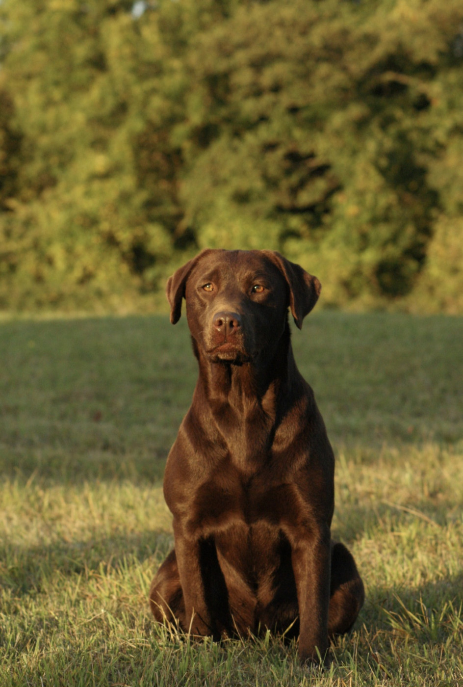 Sunday Du Domaine De La Sauvagine