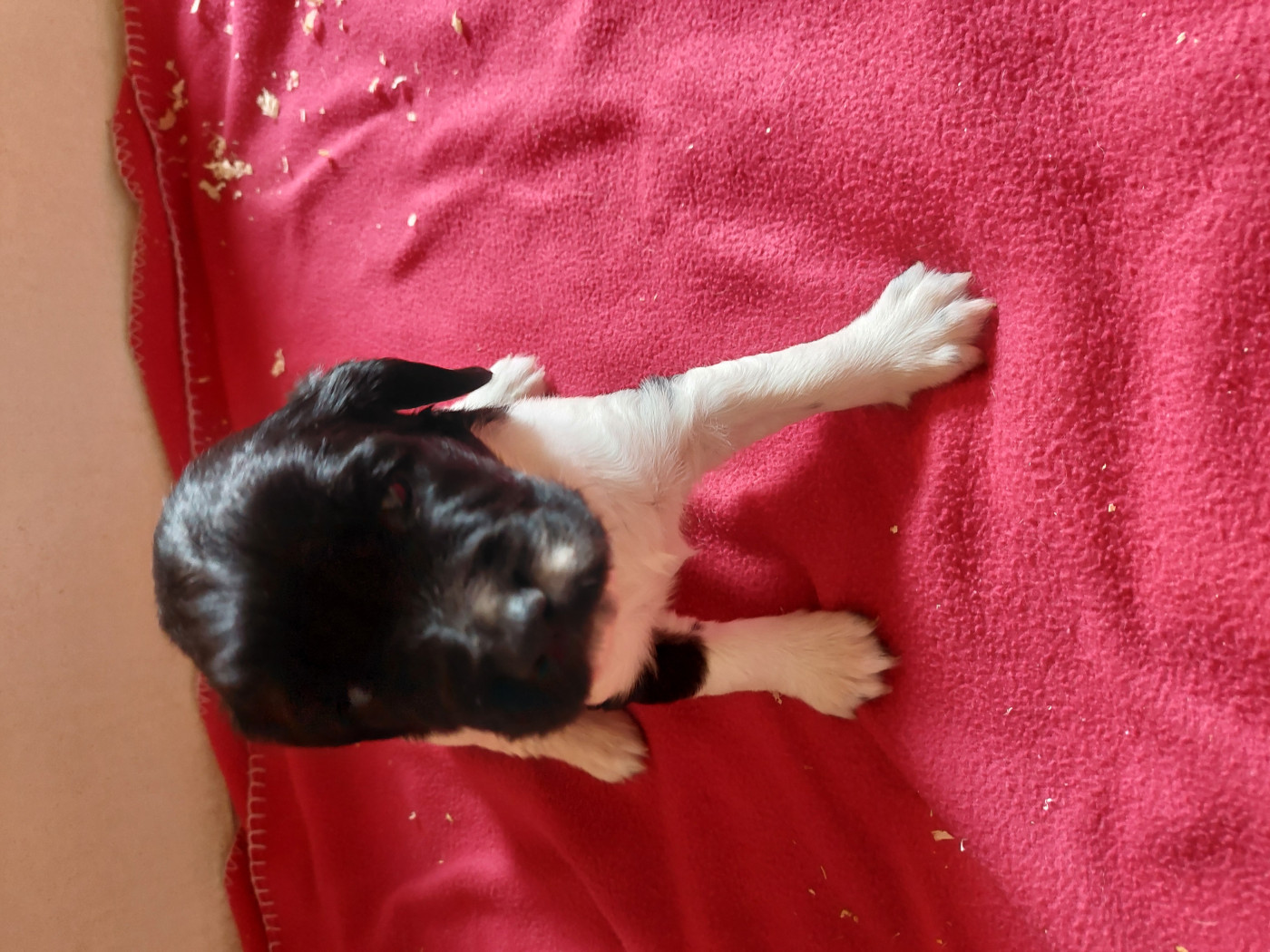 Du Domaine De Jusian - Chiots disponibles - English Springer Spaniel