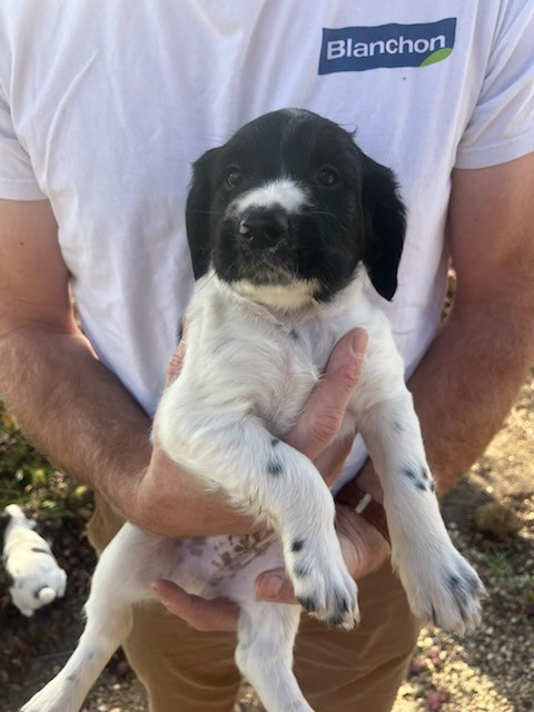 Du Domaine De Jusian - Chiots disponibles - English Springer Spaniel