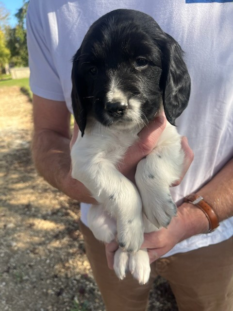 Du Domaine De Jusian - Chiots disponibles - English Springer Spaniel