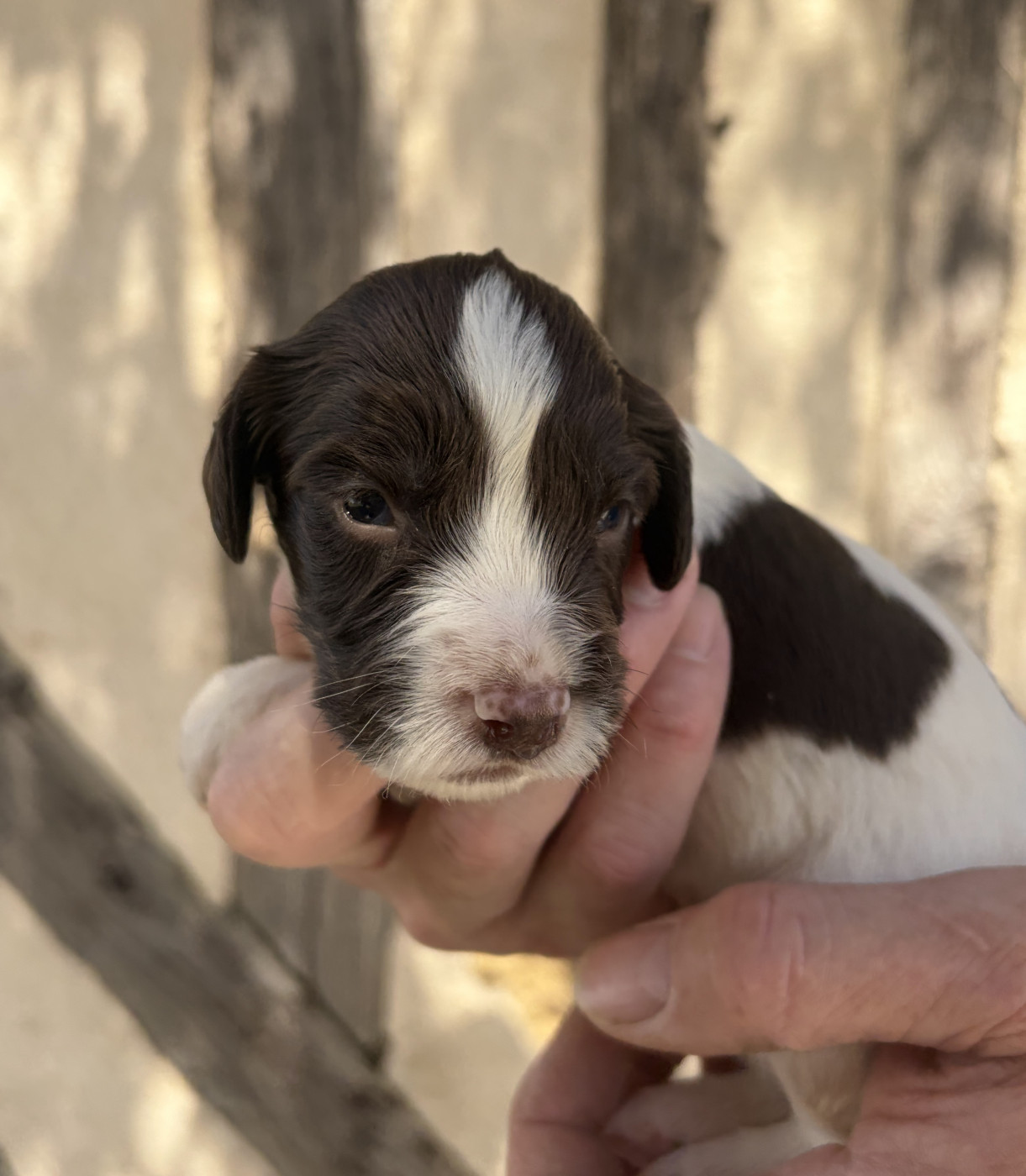 Du Domaine De Jusian - Chiots disponibles - English Springer Spaniel