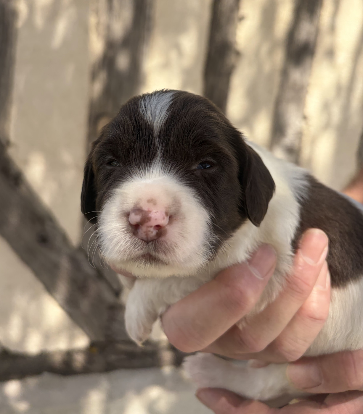 Du Domaine De Jusian - Chiots disponibles - English Springer Spaniel