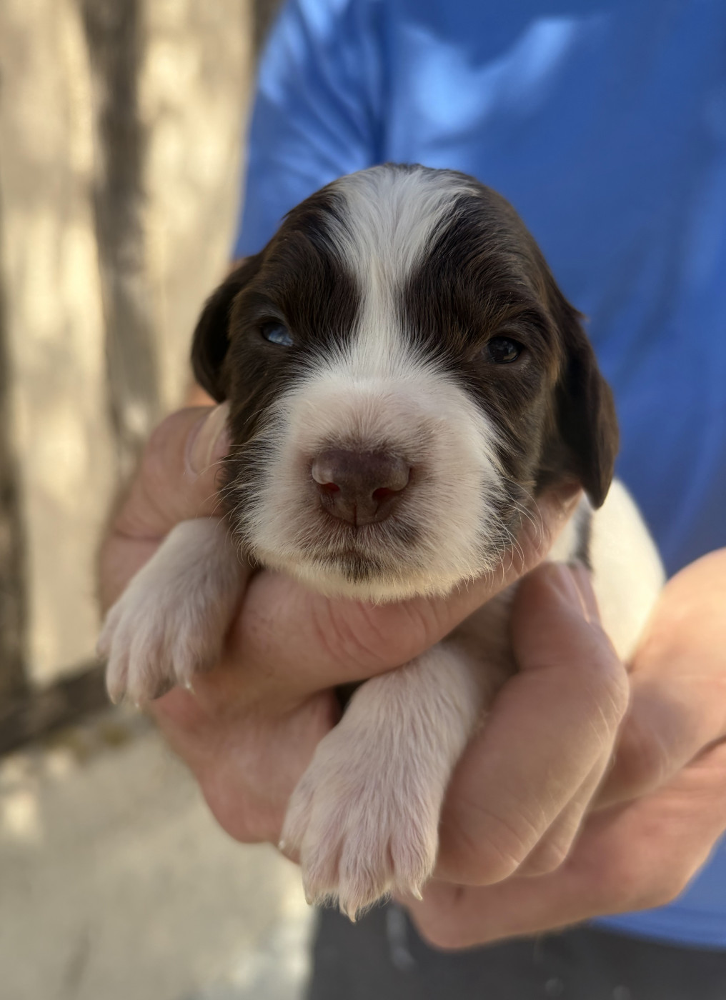 Du Domaine De Jusian - Chiots disponibles - English Springer Spaniel