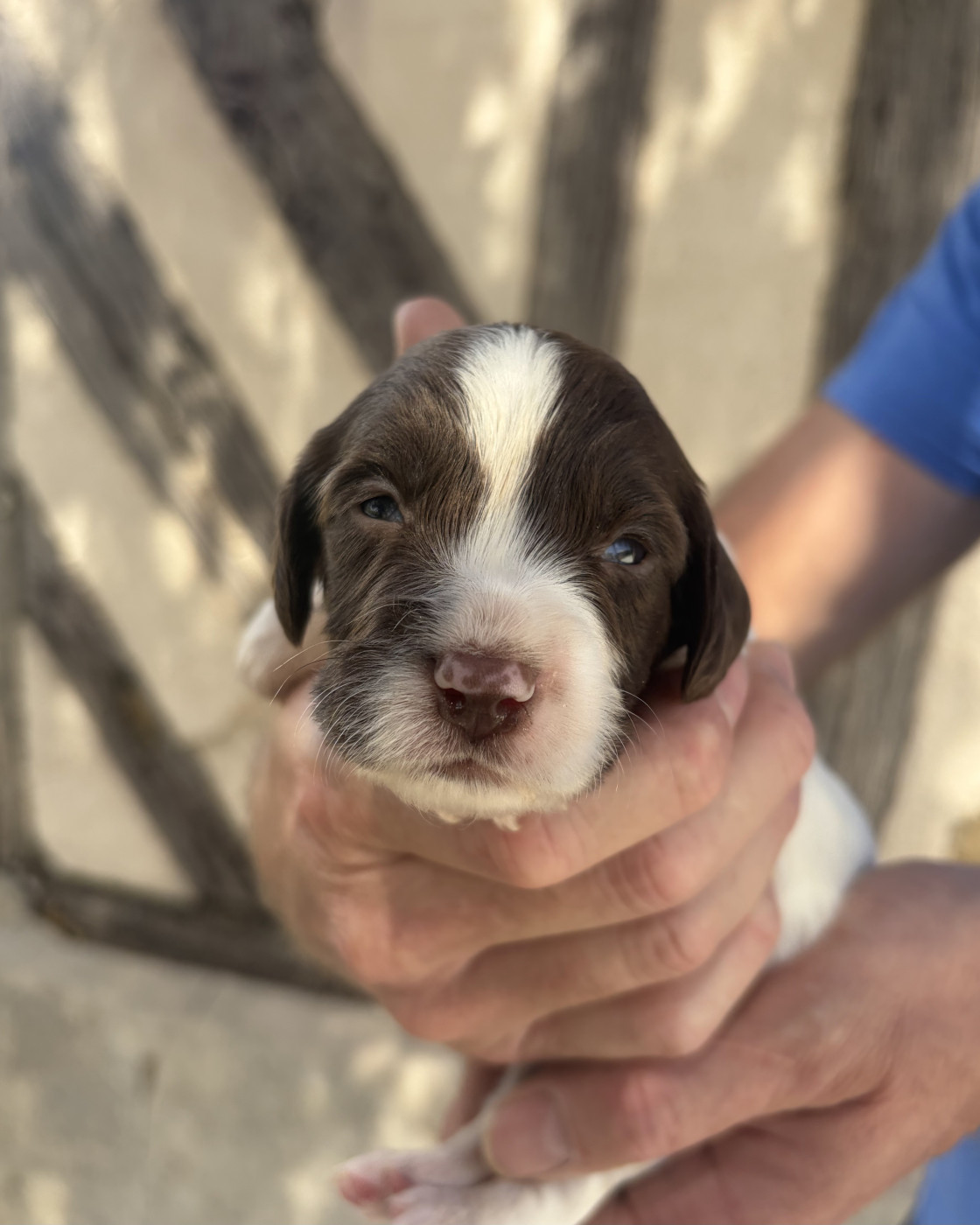 Du Domaine De Jusian - Chiots disponibles - English Springer Spaniel