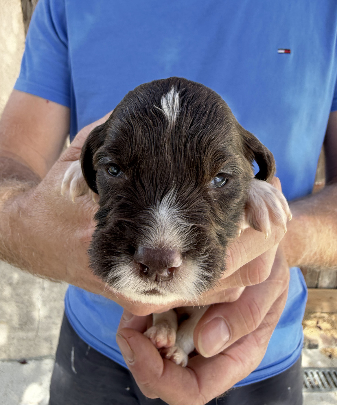 Du Domaine De Jusian - Chiots disponibles - English Springer Spaniel