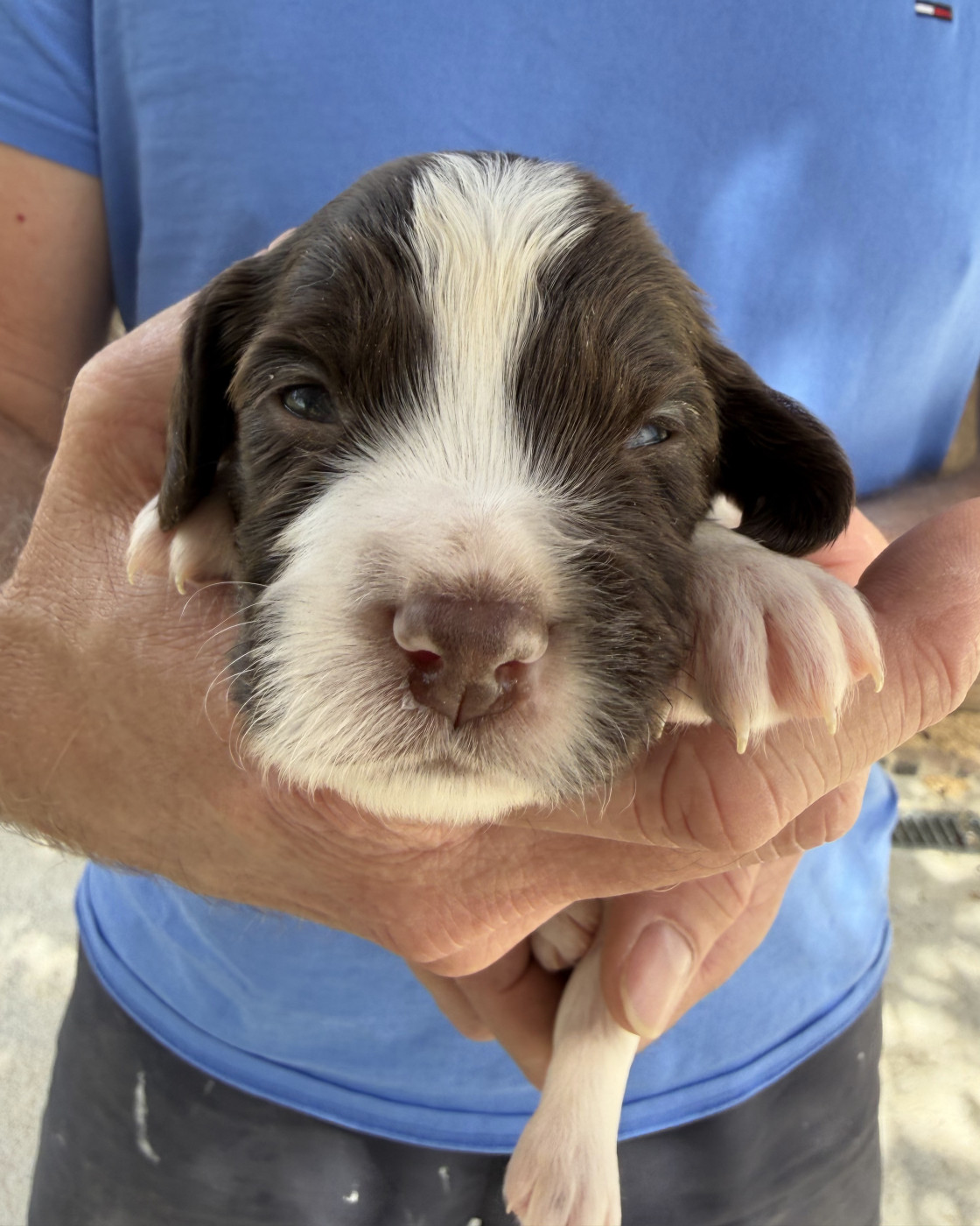 Du Domaine De Jusian - Chiots disponibles - English Springer Spaniel