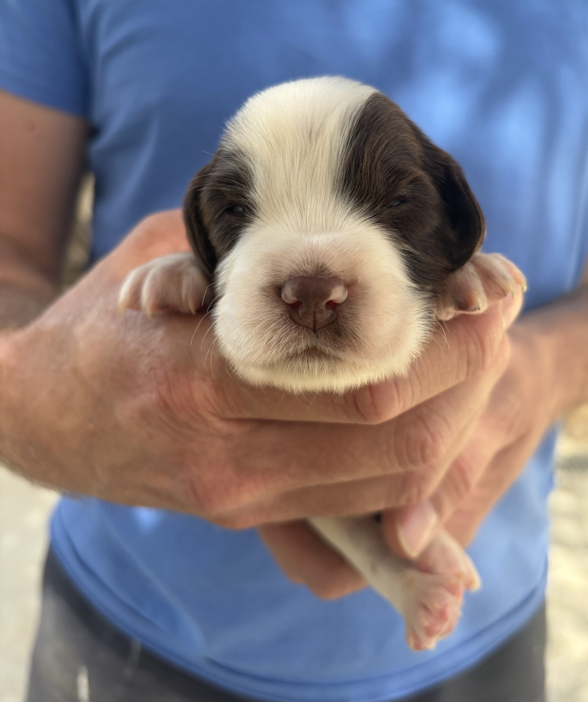 Du Domaine De Jusian - Chiots disponibles - English Springer Spaniel