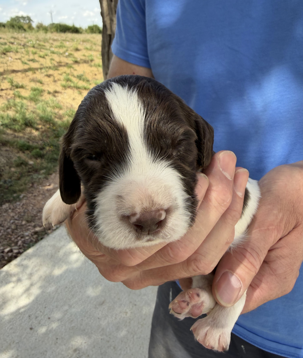 Du Domaine De Jusian - Chiots disponibles - English Springer Spaniel