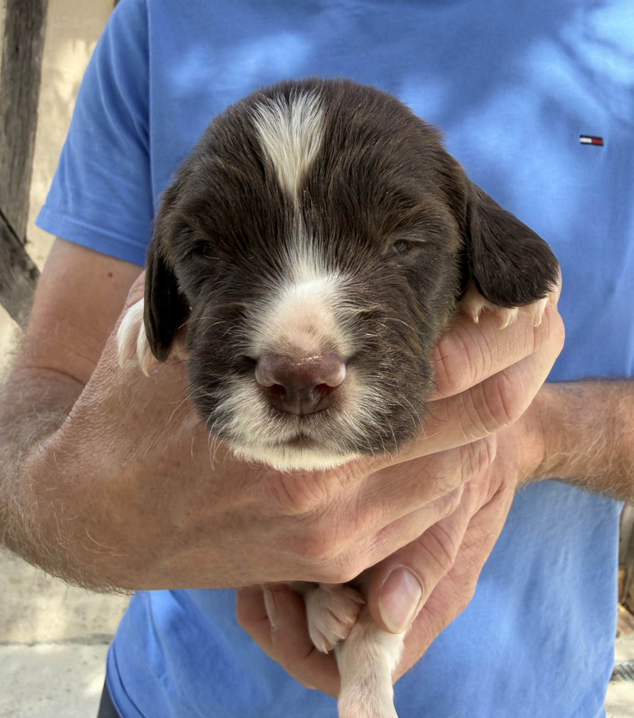 Du Domaine De Jusian - Chiots disponibles - English Springer Spaniel