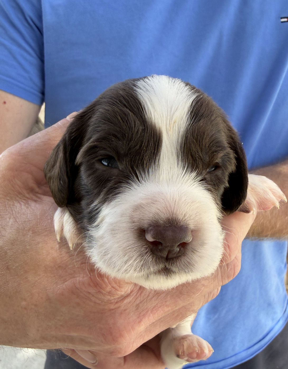 Du Domaine De Jusian - Chiots disponibles - English Springer Spaniel