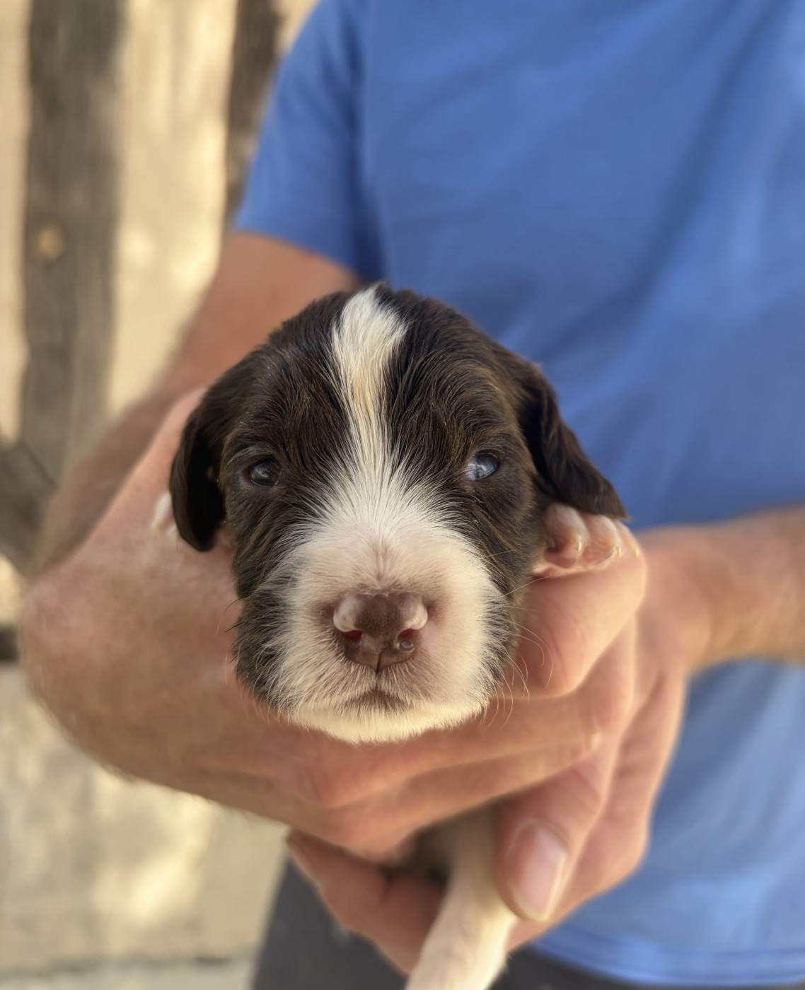 Du Domaine De Jusian - Chiots disponibles - English Springer Spaniel