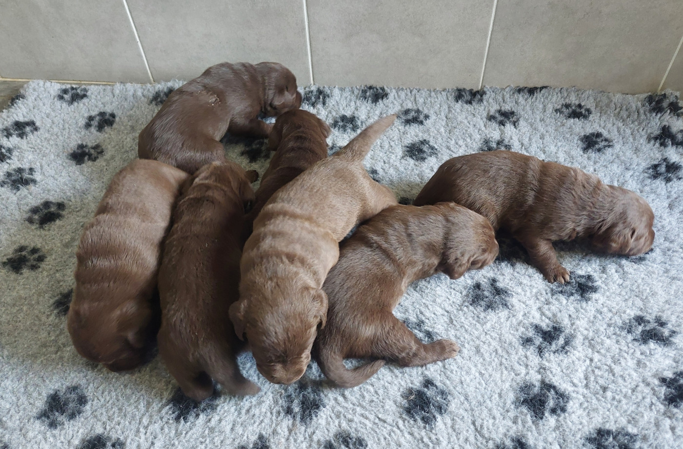 Chiot Labrador Retriever Du Domaine De Jusian