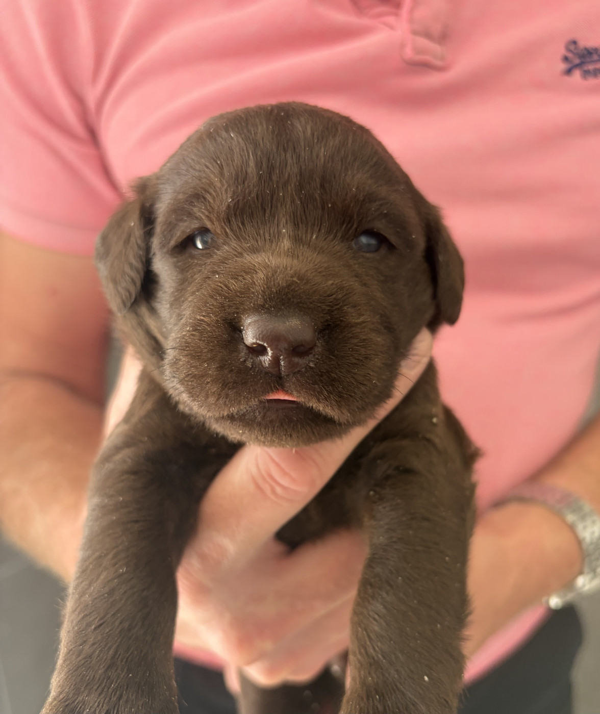 Du Domaine De Jusian - Chiots disponibles - Labrador Retriever