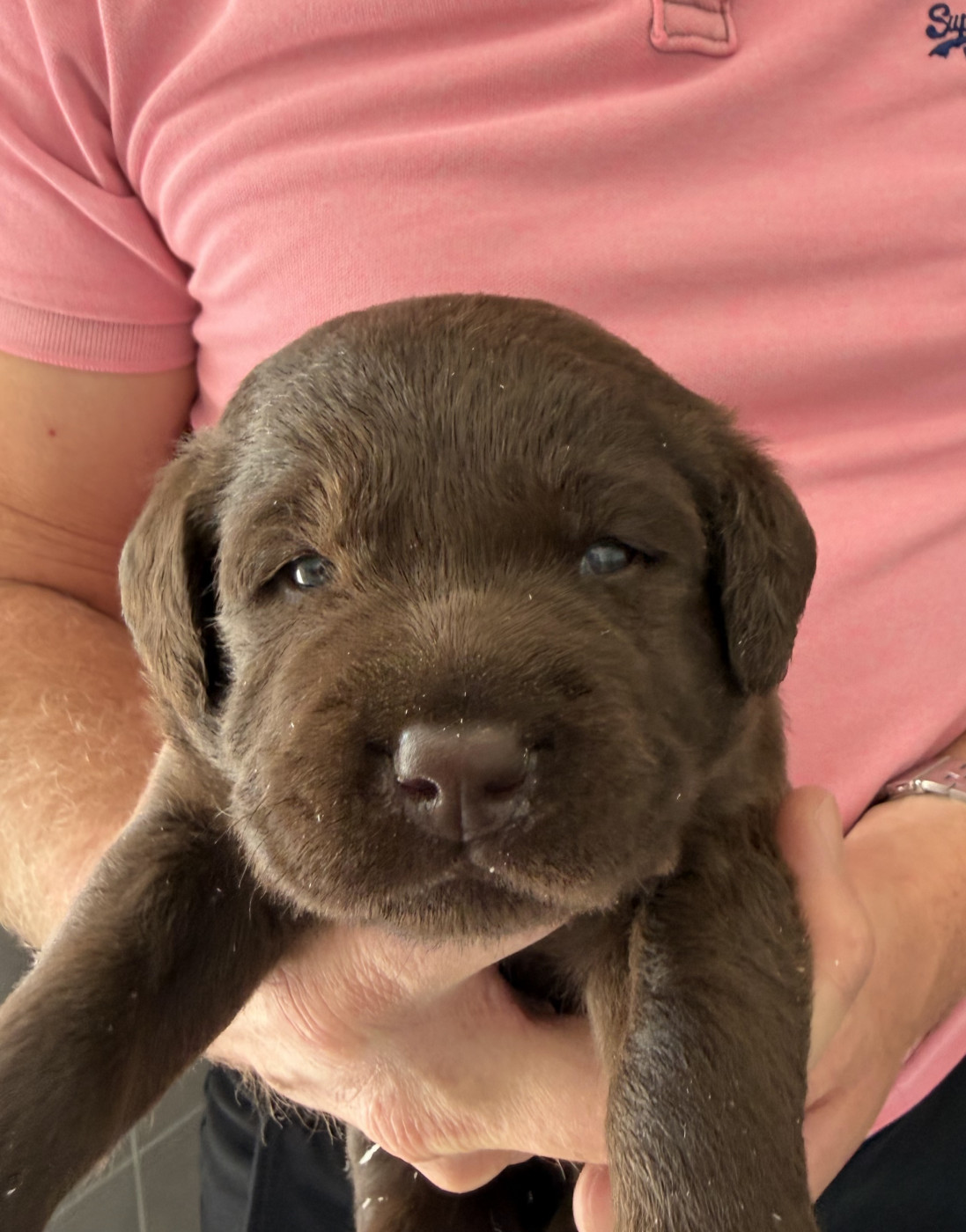 Du Domaine De Jusian - Chiots disponibles - Labrador Retriever