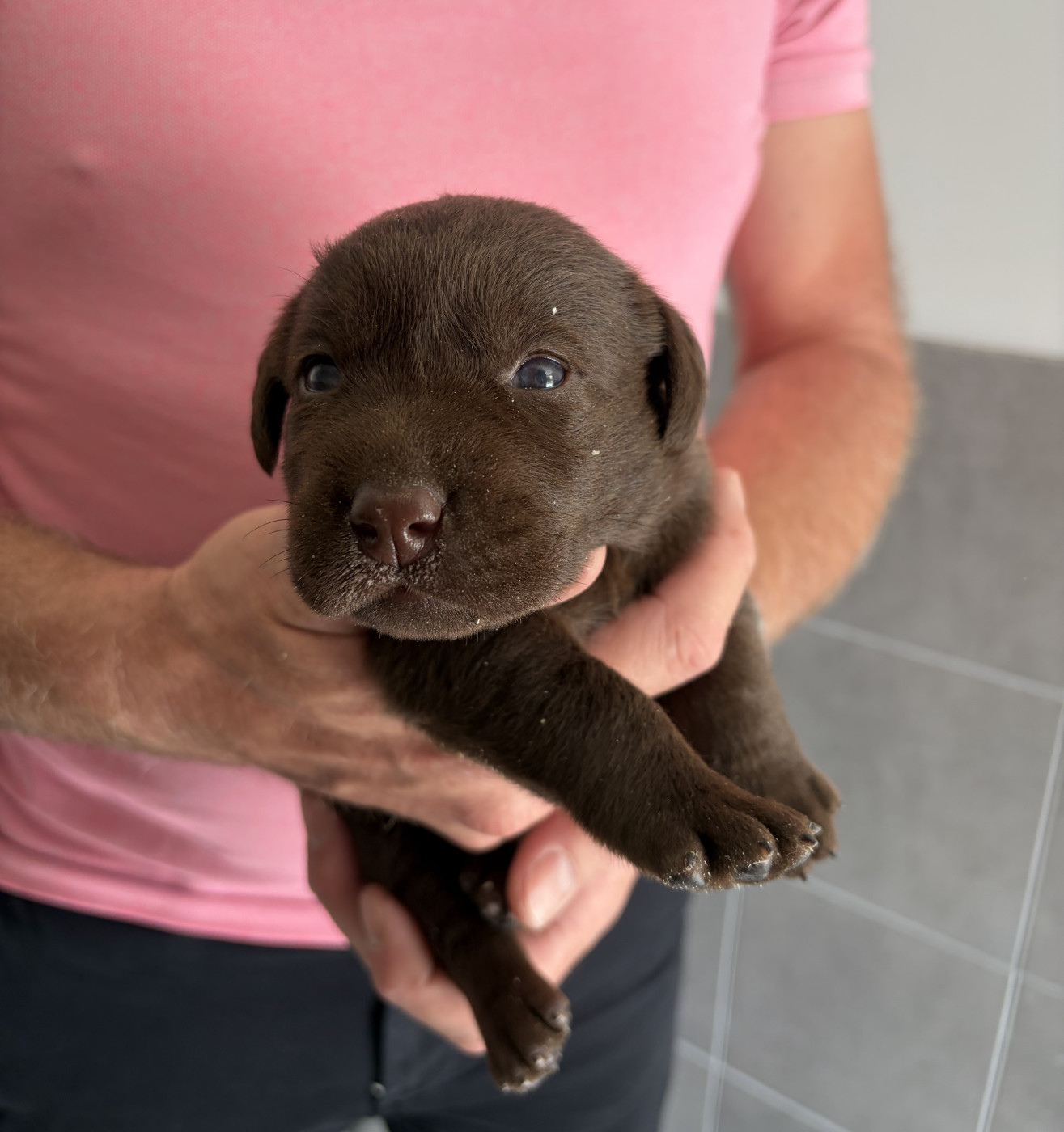 Du Domaine De Jusian - Chiots disponibles - Labrador Retriever