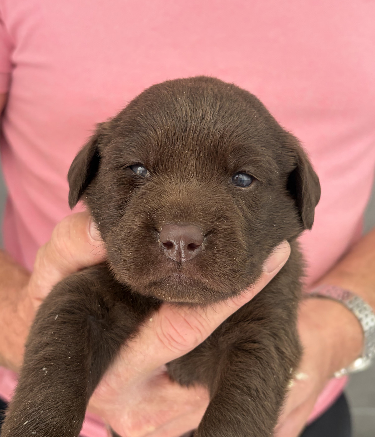 Du Domaine De Jusian - Chiots disponibles - Labrador Retriever