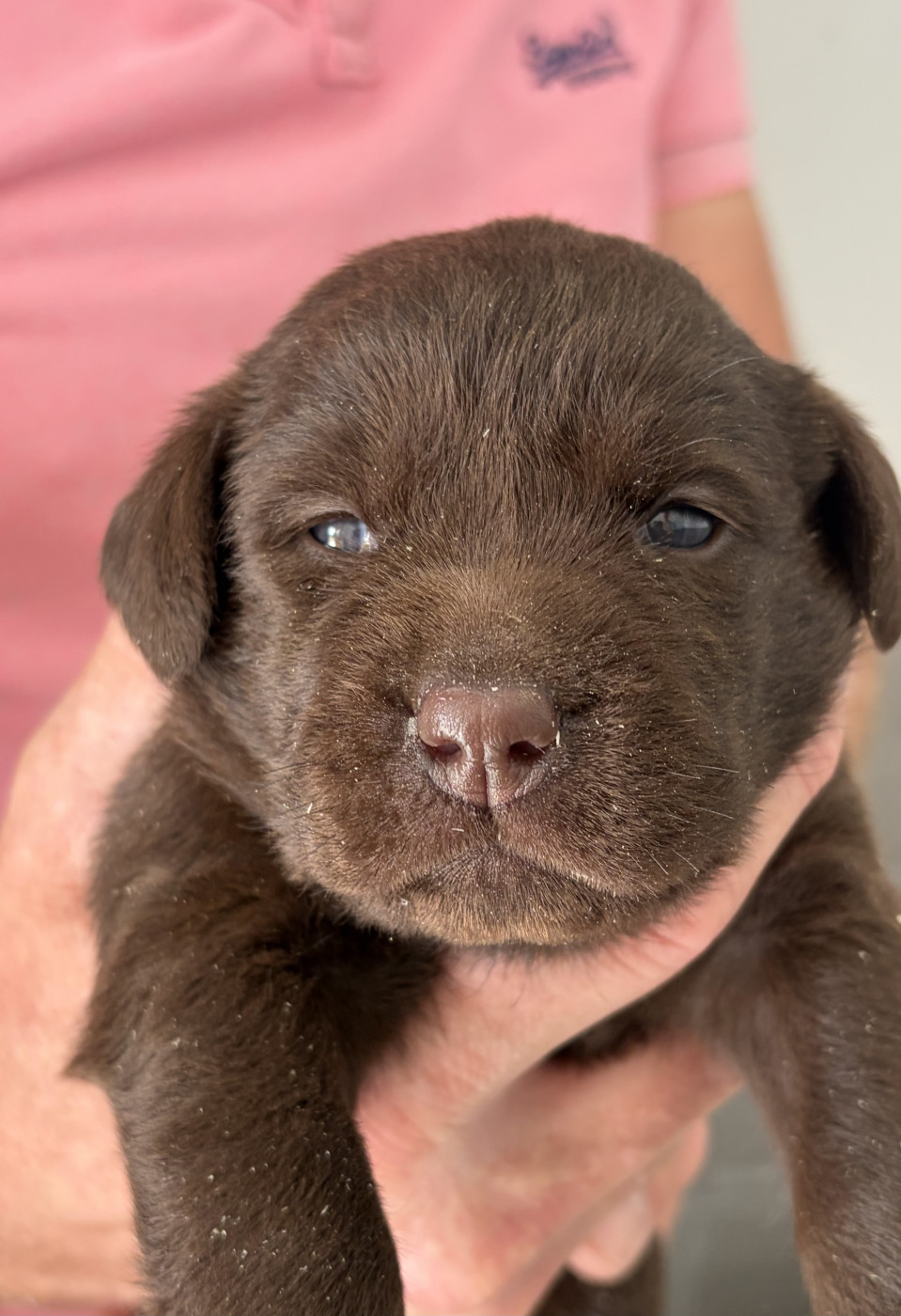 Du Domaine De Jusian - Chiots disponibles - Labrador Retriever