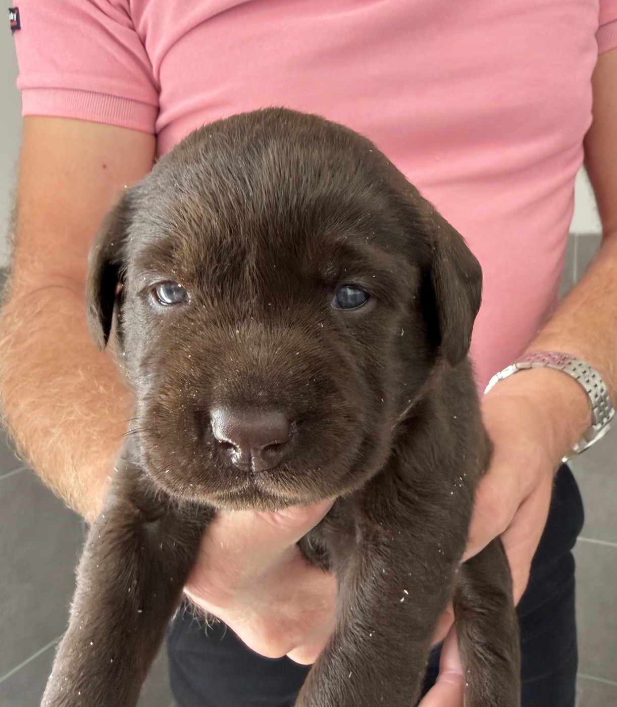 Du Domaine De Jusian - Chiots disponibles - Labrador Retriever
