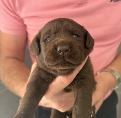 Femelle 5 collier gris