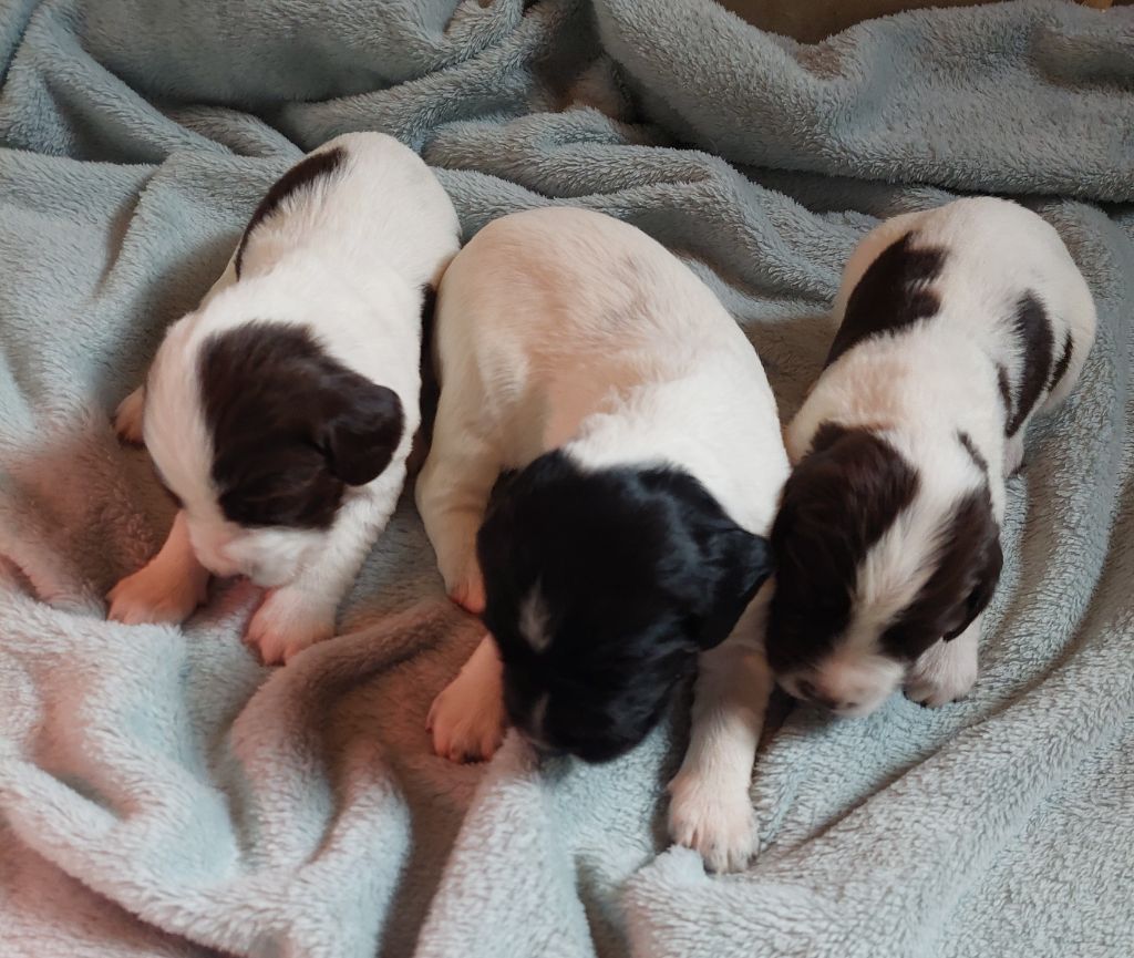 Du Domaine De Jusian - English Springer Spaniel - Portée née le 02/09/2025