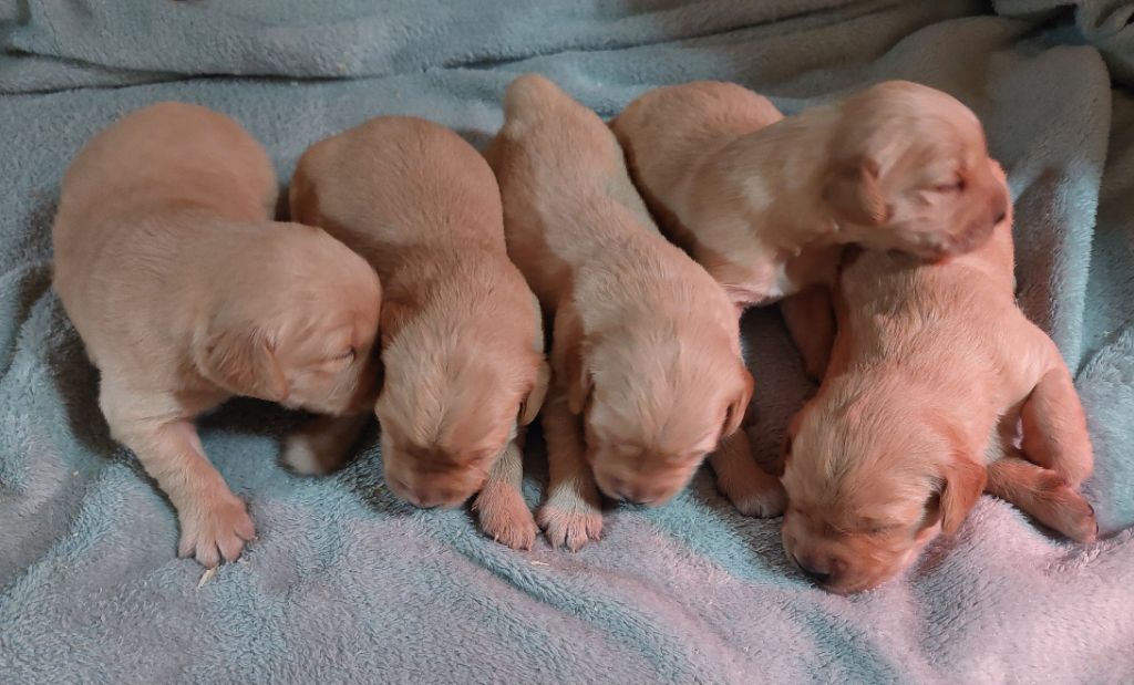 Du Domaine De Jusian - Golden Retriever - Portée née le 05/09/2025